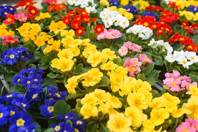 Fioriture felici - Vivai Il pollice Verde, Asti