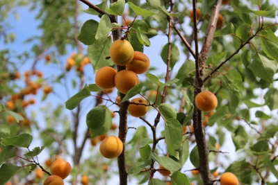 Un albero da frutto non è solo una pianta: è memoria, gusto e tradizione - Vivai Il pollice Verde, Asti