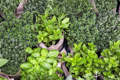 Aromi e profumi - Vivai Il pollice Verde, Asti