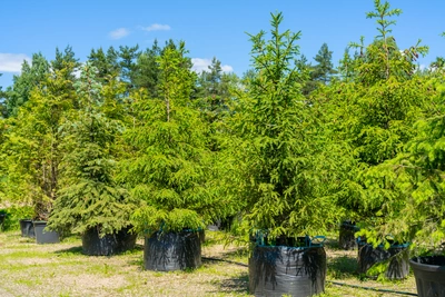 Alberi da impianto - Vivai Il pollice Verde, Asti