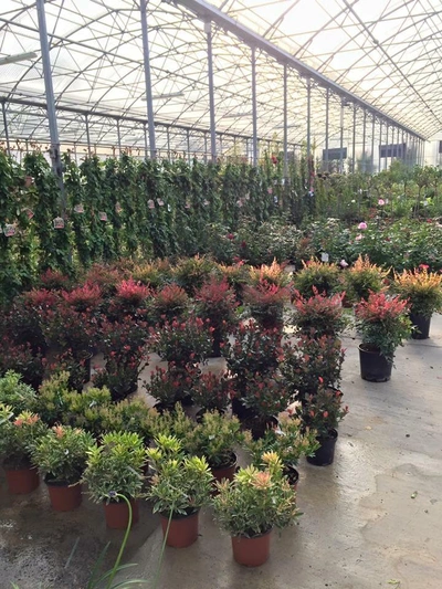 Il cuore nascosto del vivaio - Vivai Il pollice Verde, Asti