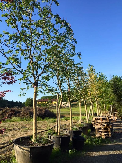 Uno sguardo dentro il nostro spazio quotidiano - Vivai Il Pollice Verde, Asti