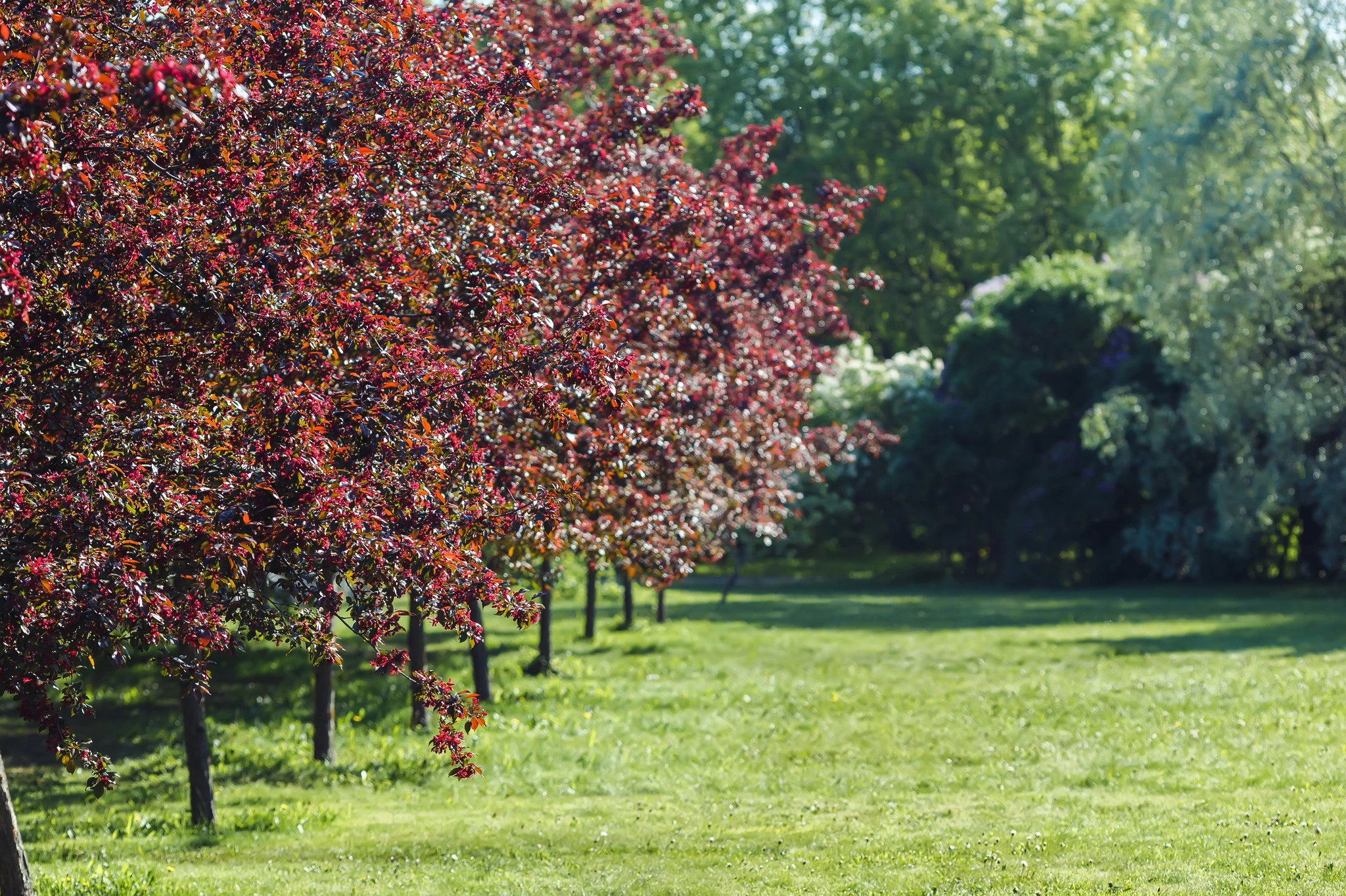 Faggio rosso - Vivai Il pollice Verde, Asti