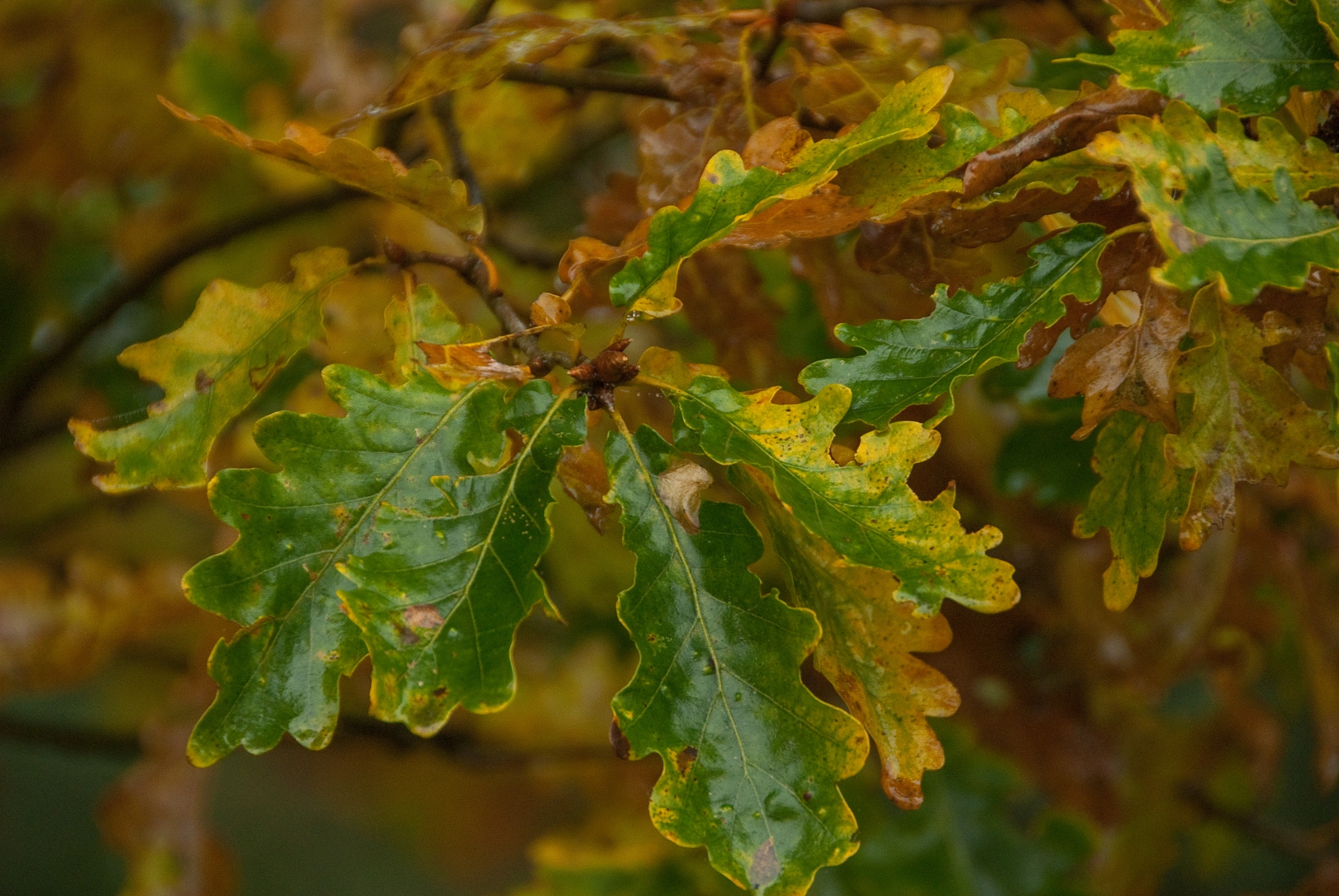 Quercia robur - Vivai Il pollice Verde, Asti