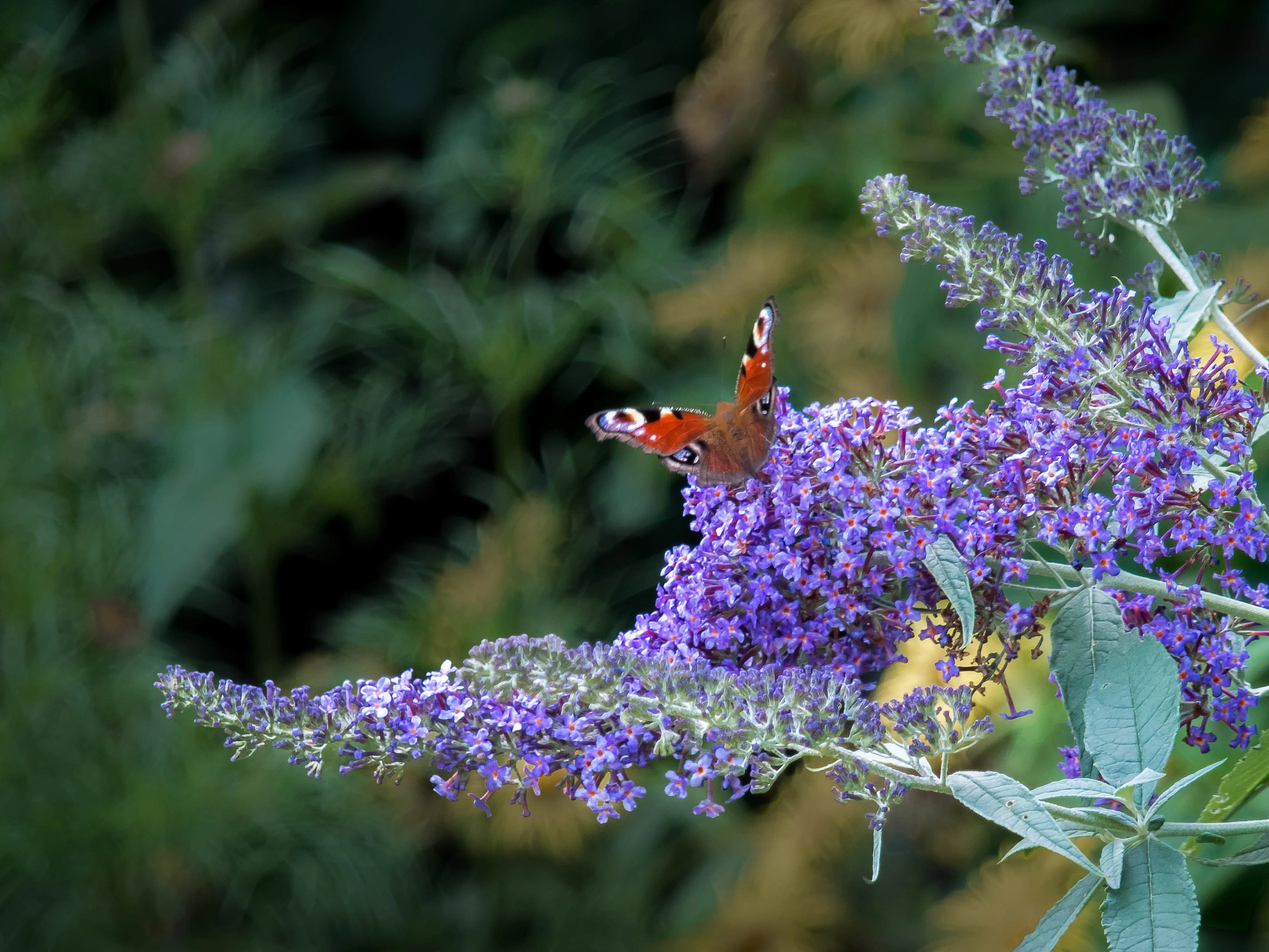 Buddleja - Vivai Il pollice Verde, Asti