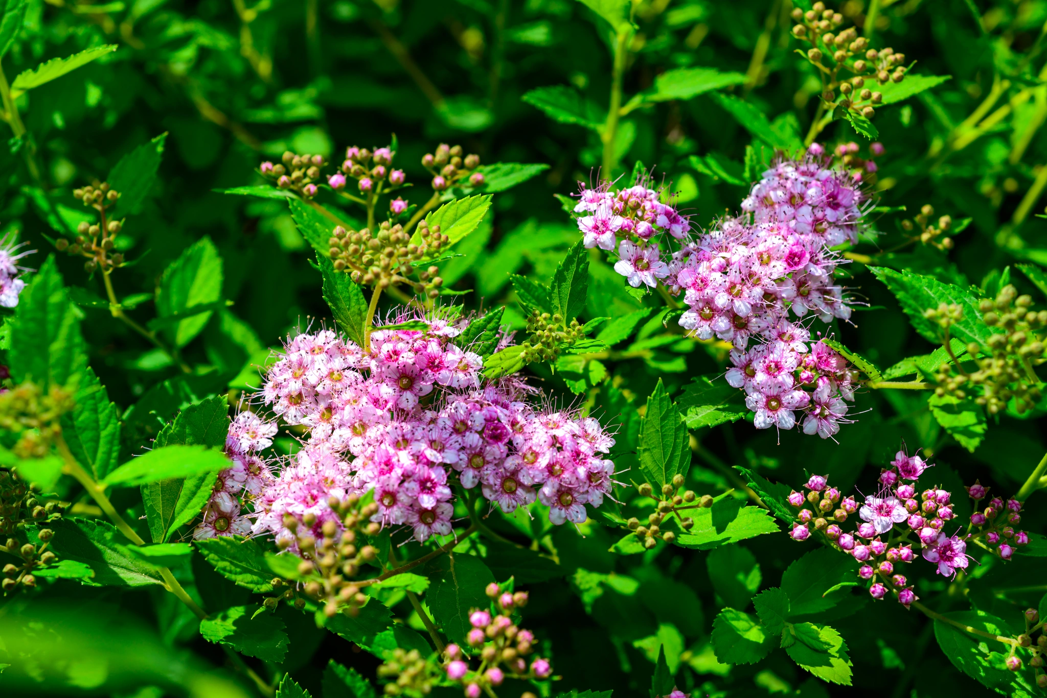 Spirea - Vivai Il pollice Verde, Asti