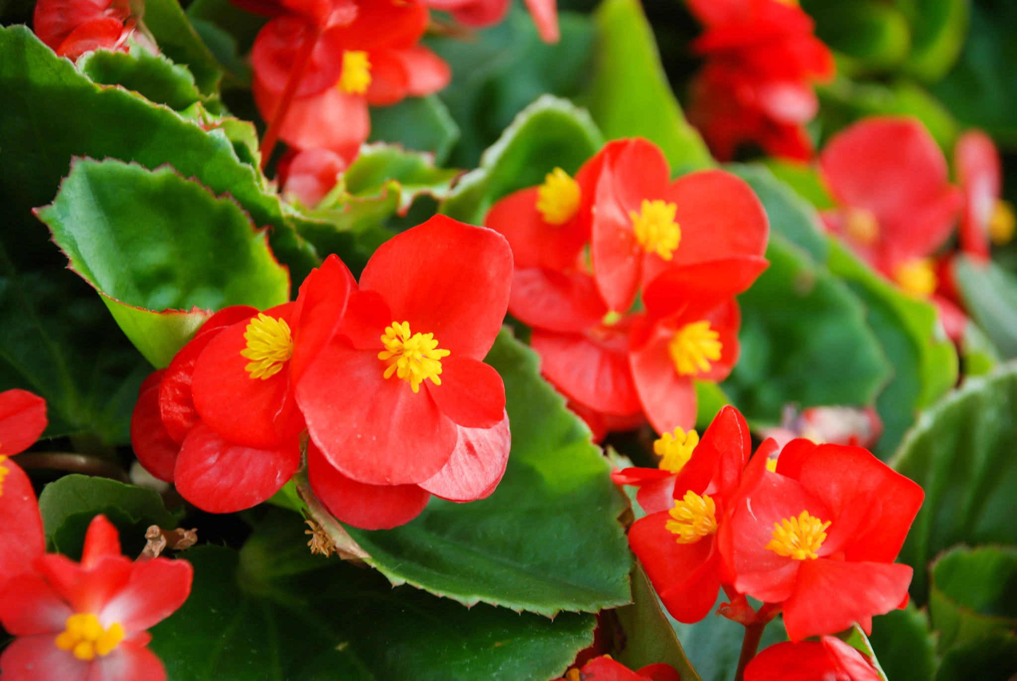 Begonia - Vivai Il pollice Verde, Asti