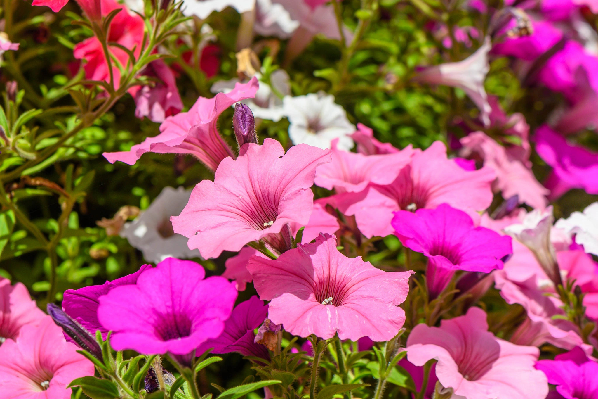 Petunia - Vivai Il pollice Verde, Asti