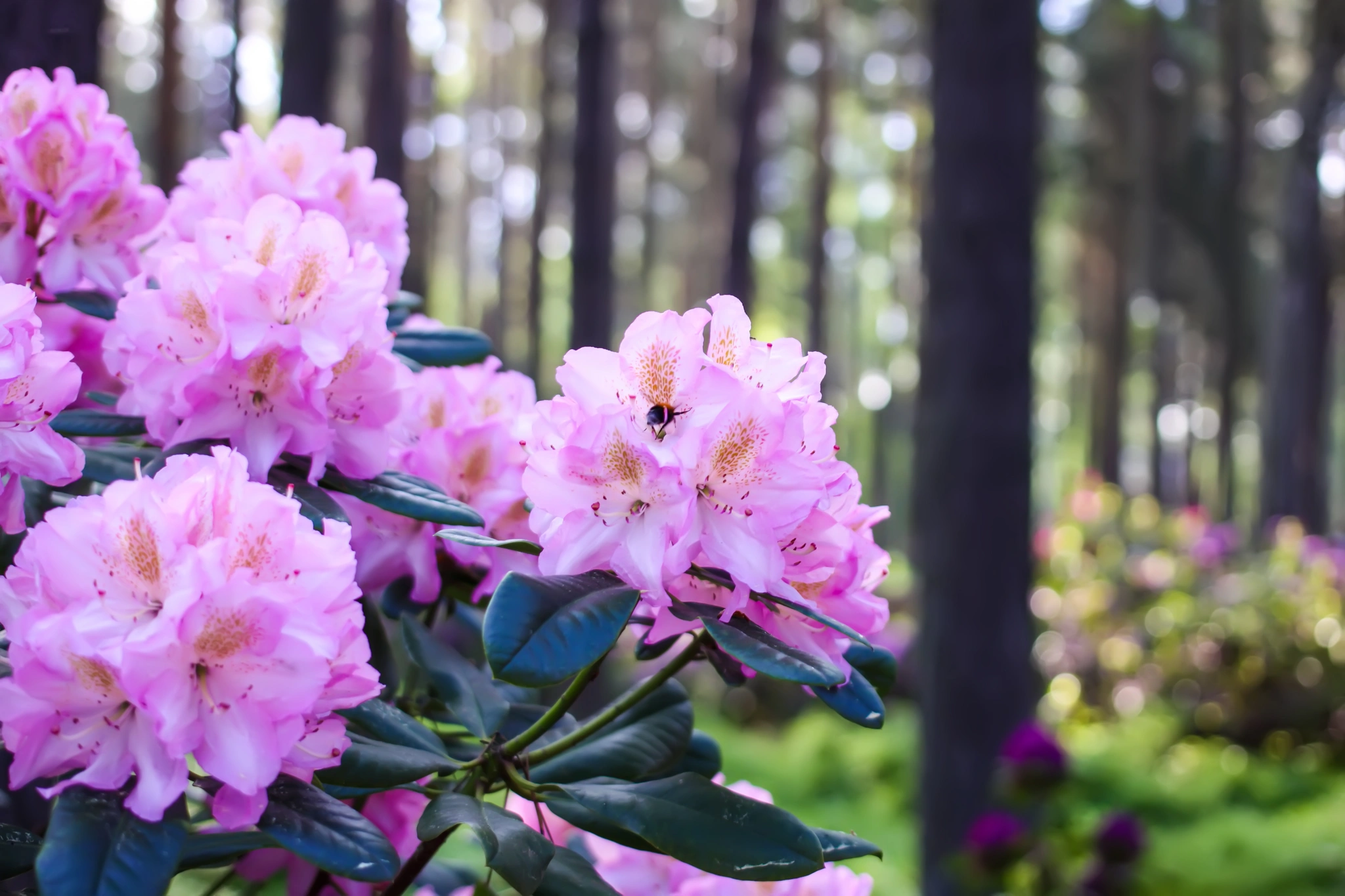 Rododendro - Vivai Il pollice Verde, Asti