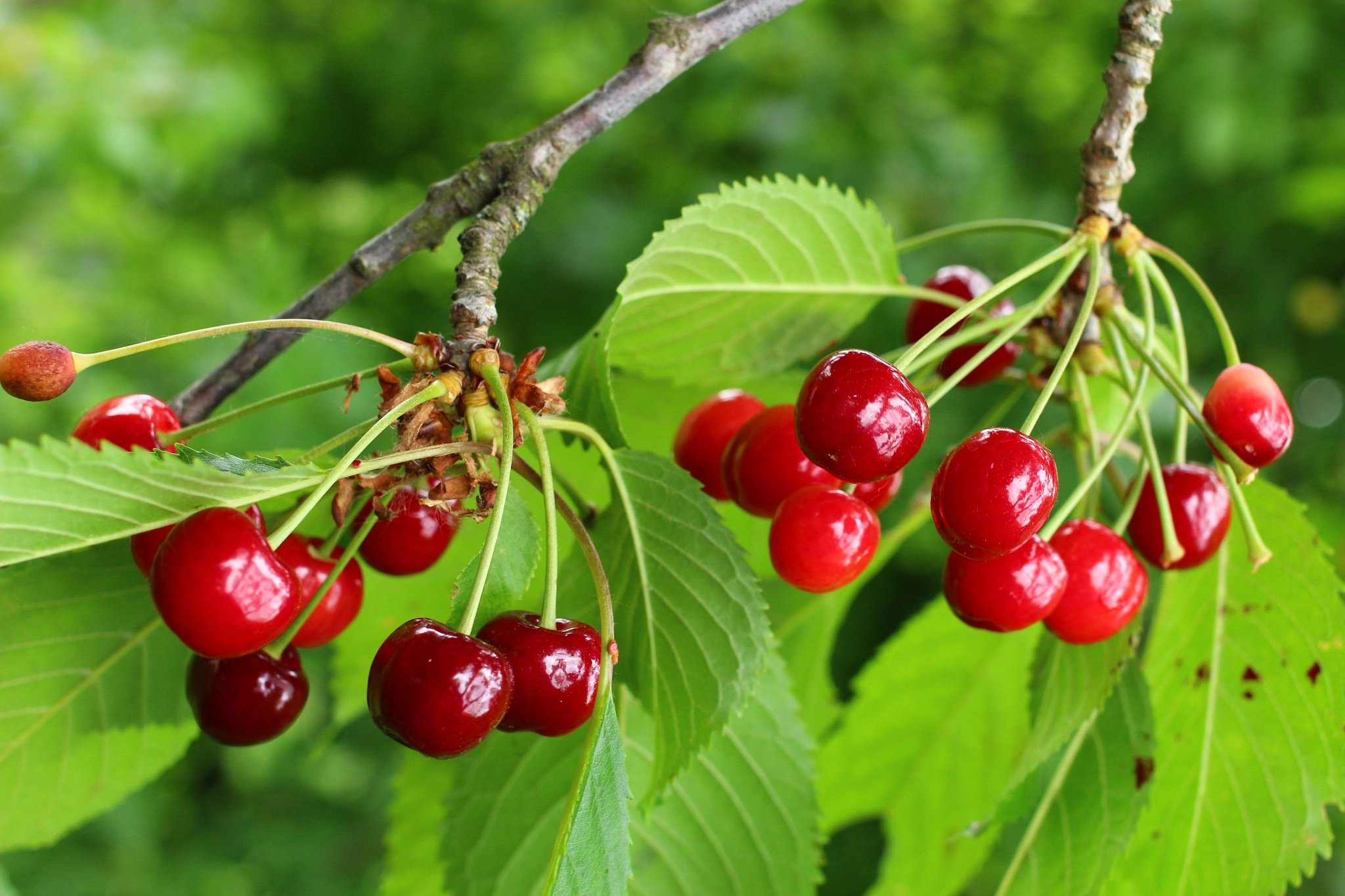 Ciliegio - Vivai Il pollice Verde, Asti