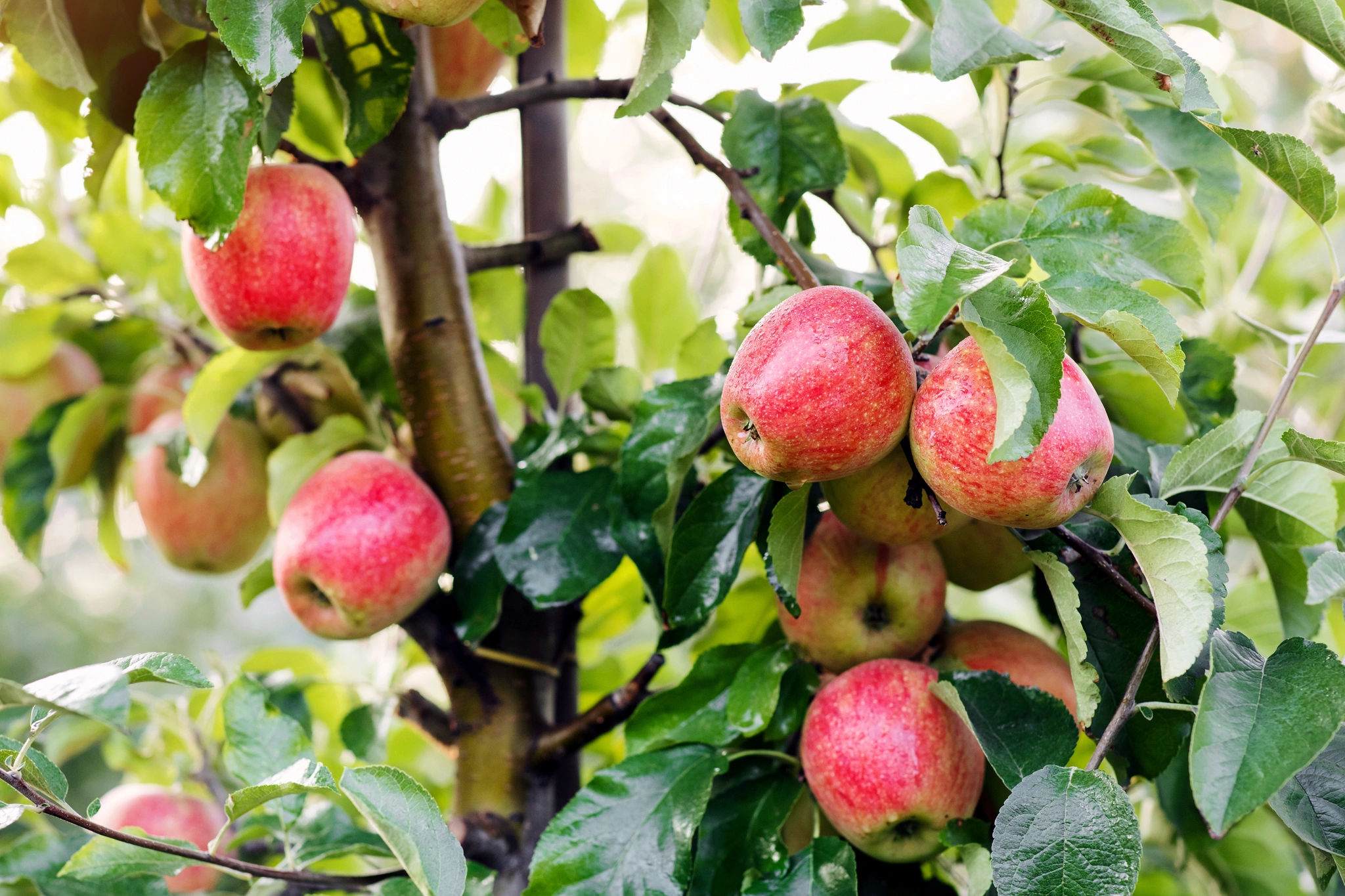 Melo - Vivai Il pollice Verde, Asti