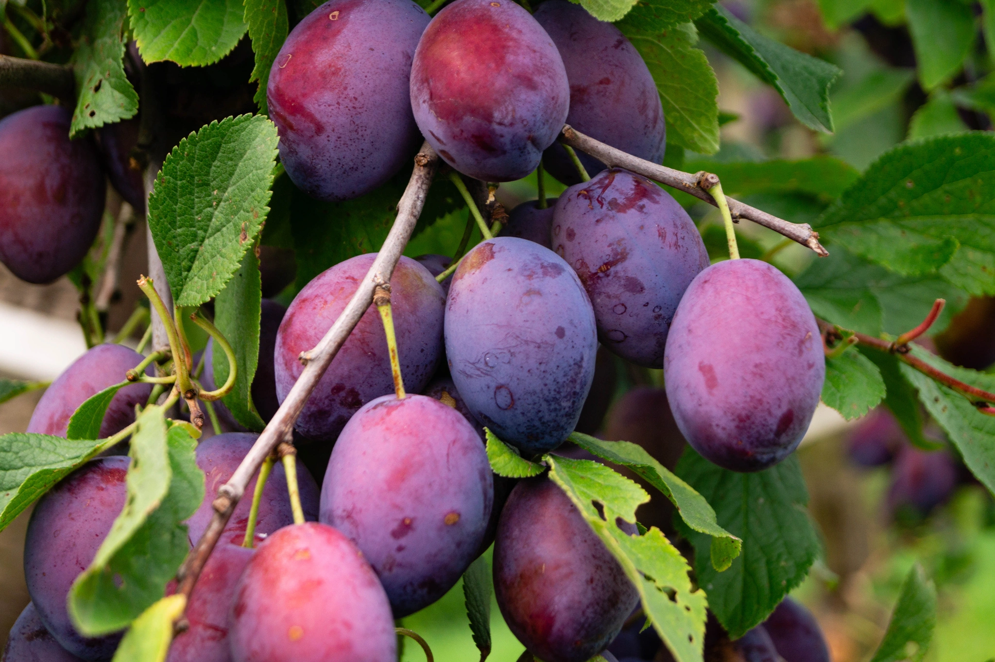 Susino - Vivai Il pollice Verde, Asti