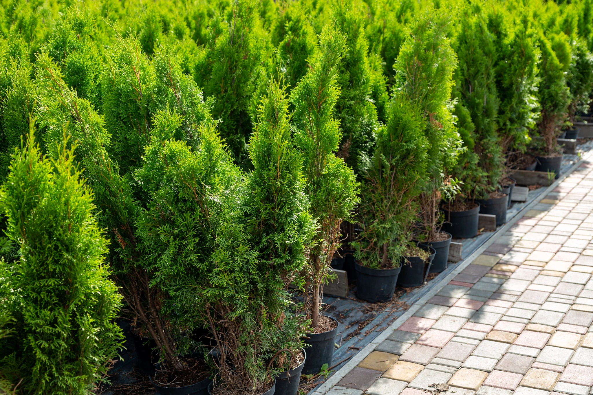 Tuja - Vivai Il pollice Verde, Asti