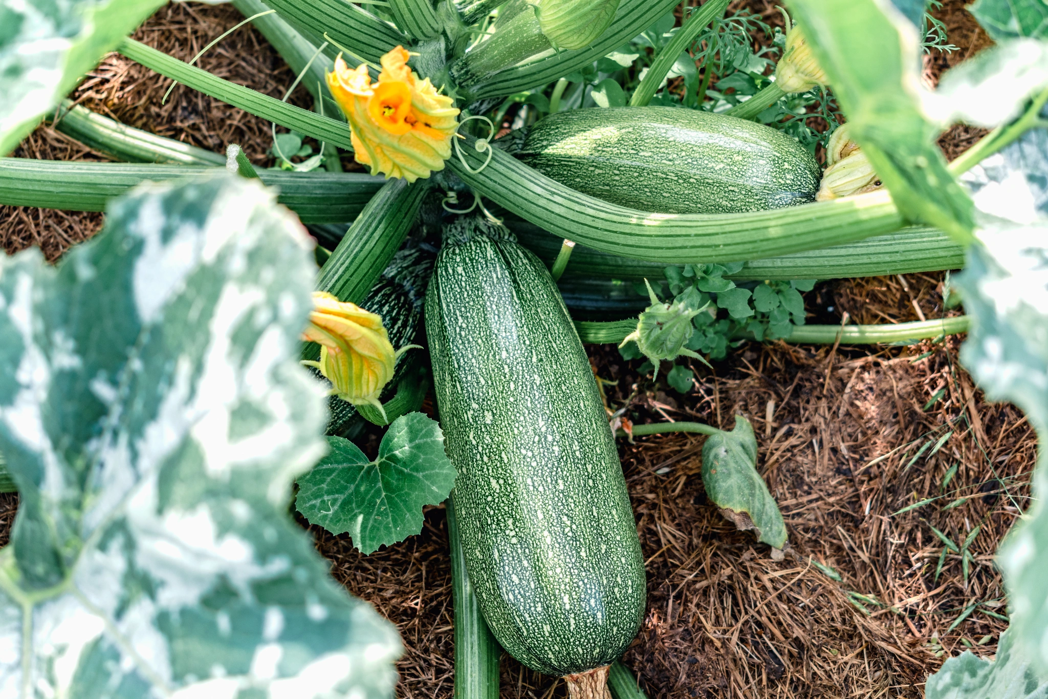 Zucchina - Vivai Il pollice Verde, Asti