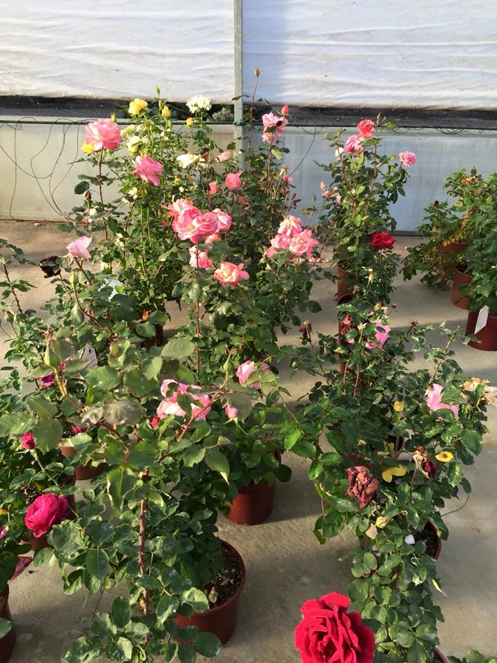 Le nostre composizioni - Vivai Il pollice Verde, Asti