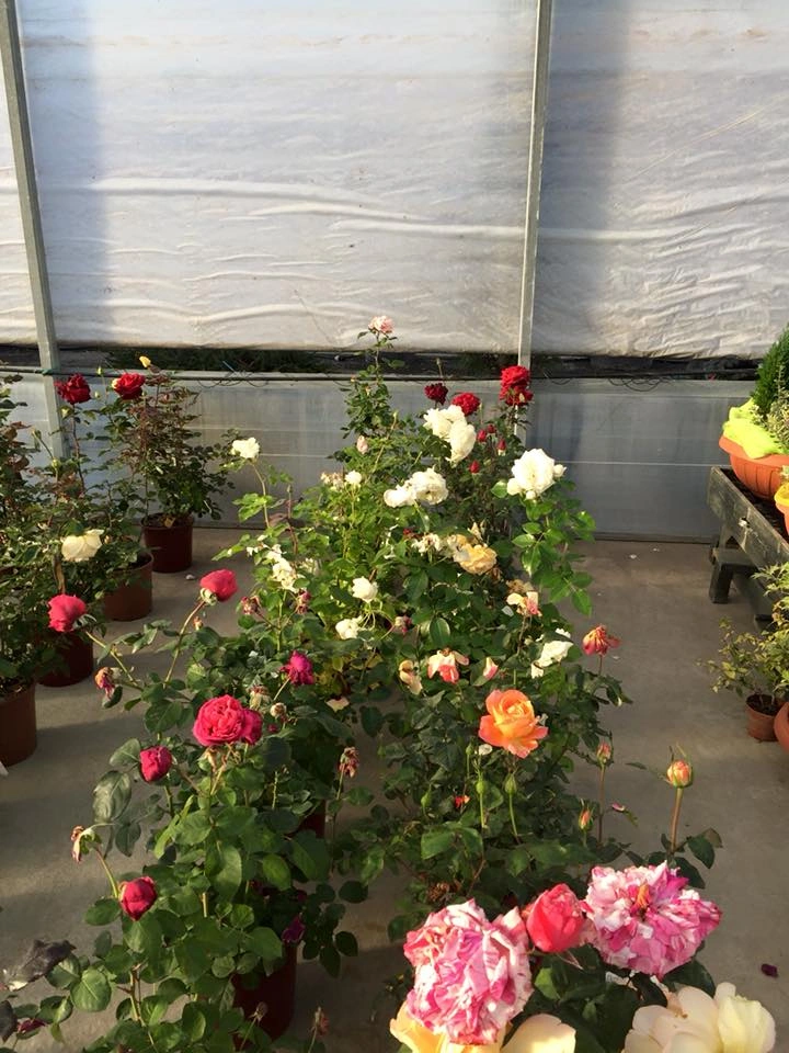 Le nostre composizioni - Vivai Il pollice Verde, Asti