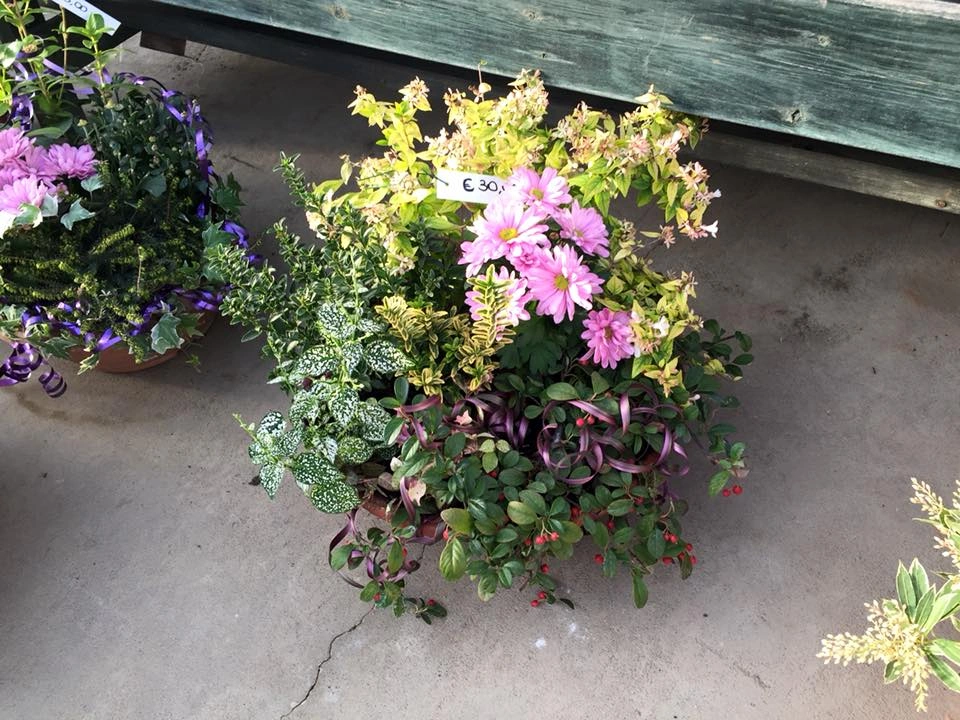 Le nostre composizioni - Vivai Il pollice Verde, Asti