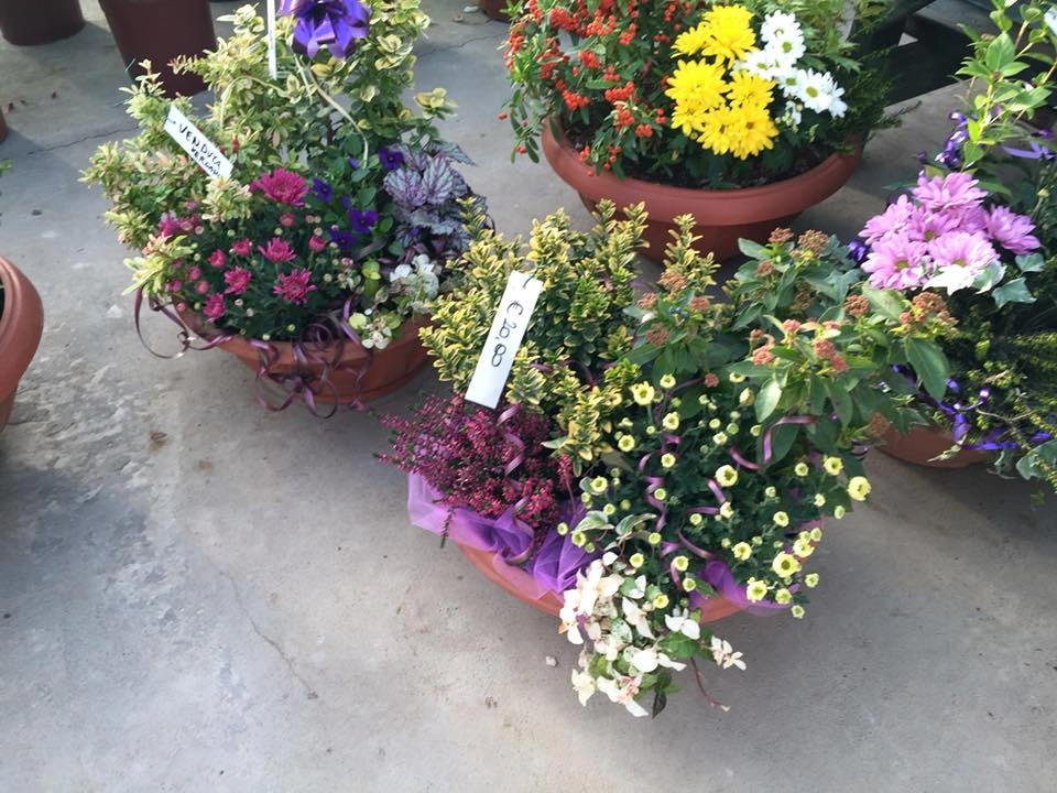 Le nostre composizioni - Vivai Il pollice Verde, Asti