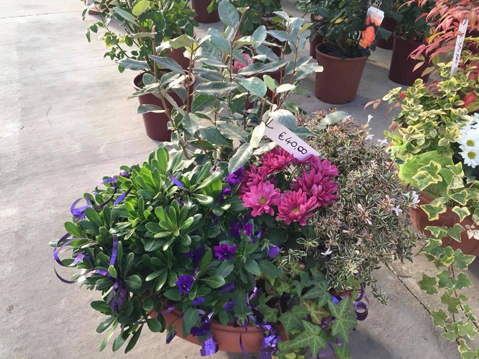 Le nostre composizioni - Vivai Il pollice Verde, Asti