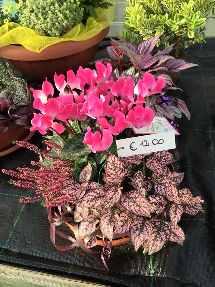 Le nostre composizioni - Vivai Il pollice Verde, Asti