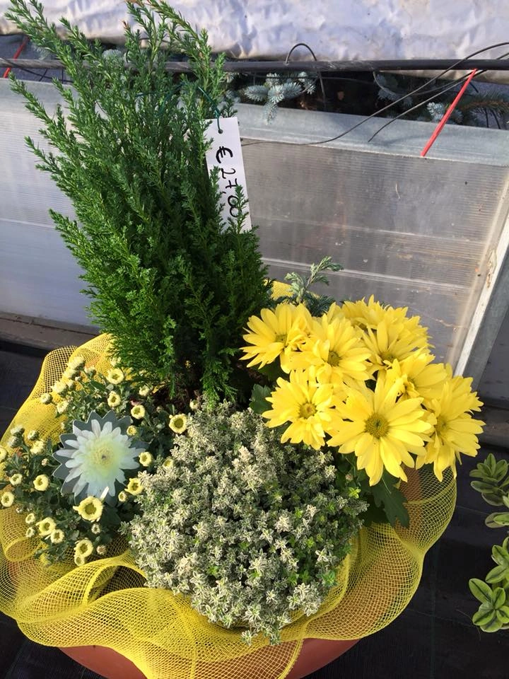 Le nostre composizioni - Vivai Il pollice Verde, Asti