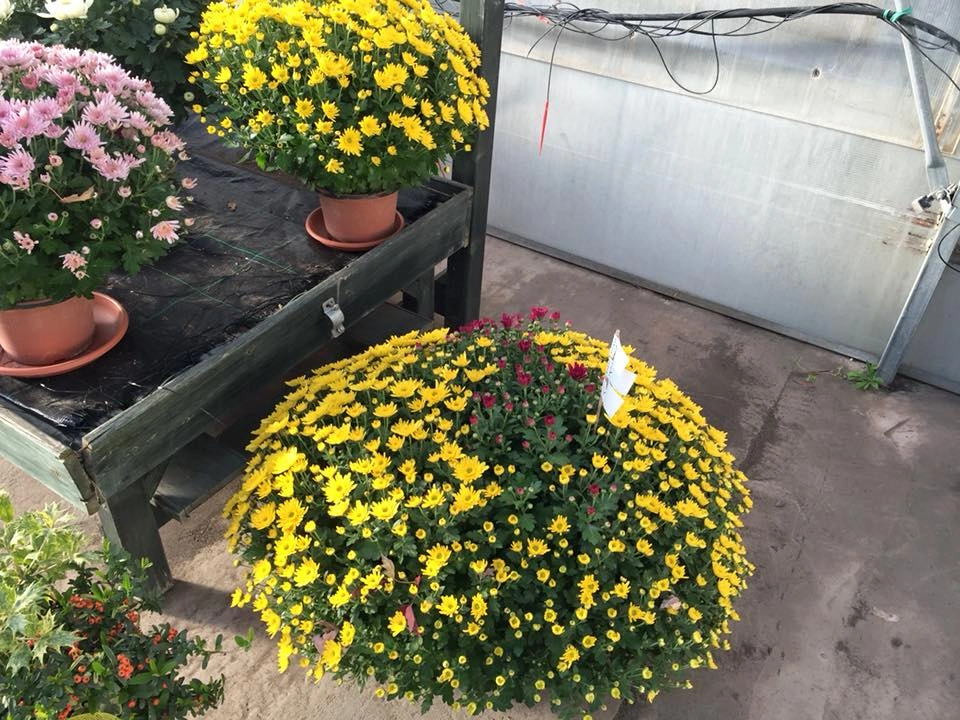 Le nostre composizioni - Vivai Il pollice Verde, Asti