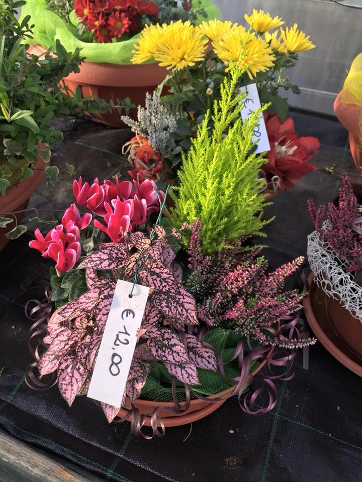 Le nostre composizioni - Vivai Il pollice Verde, Asti