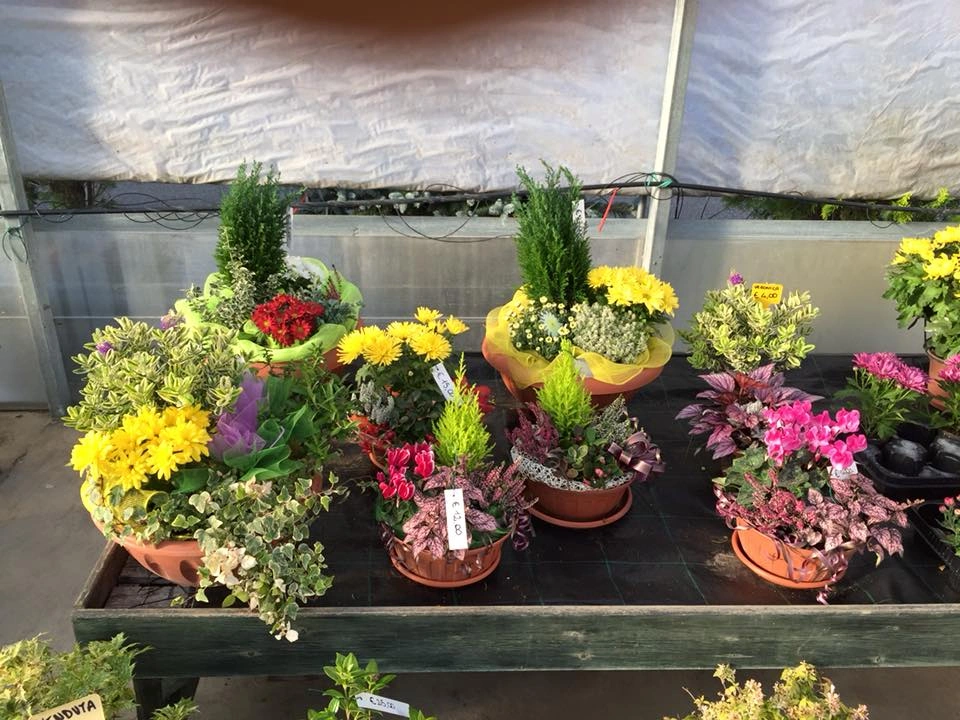 Le nostre composizioni - Vivai Il pollice Verde, Asti