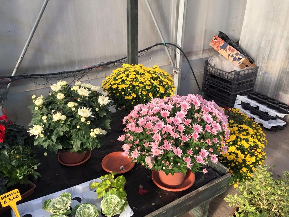 Le nostre composizioni - Vivai Il pollice Verde, Asti