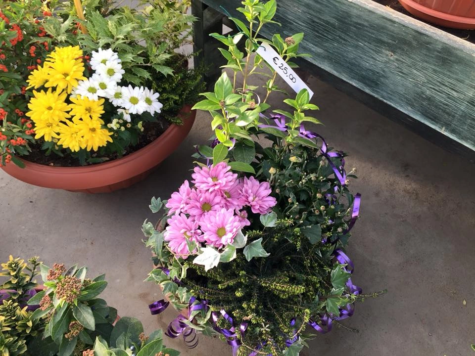 Le nostre composizioni - Vivai Il pollice Verde, Asti