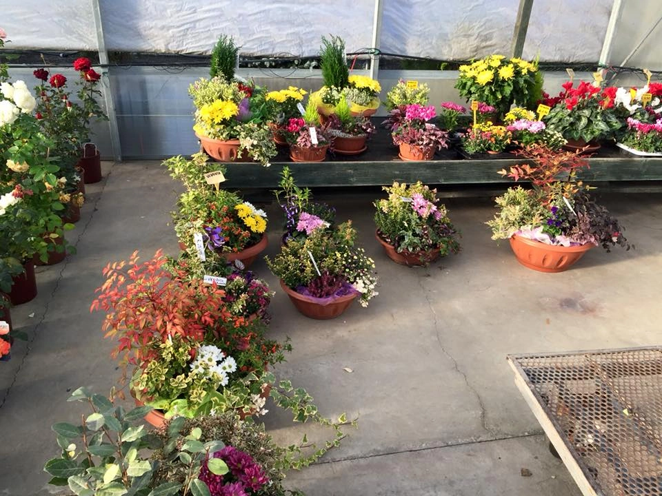 Le nostre composizioni - Vivai Il pollice Verde, Asti