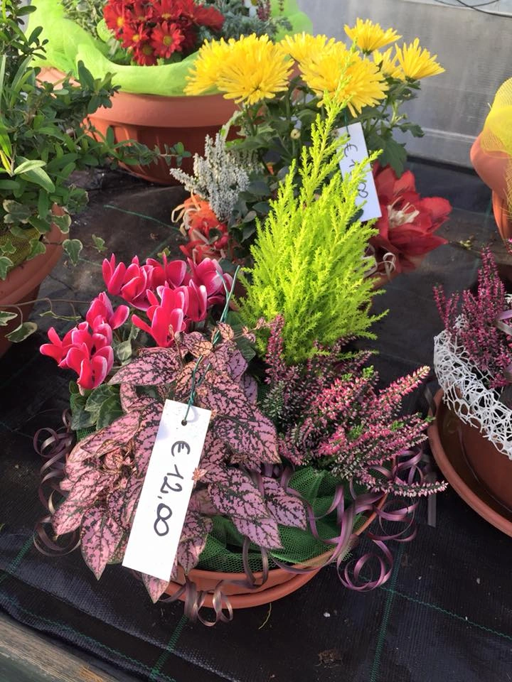 Le nostre composizioni - Vivai Il pollice Verde, Asti