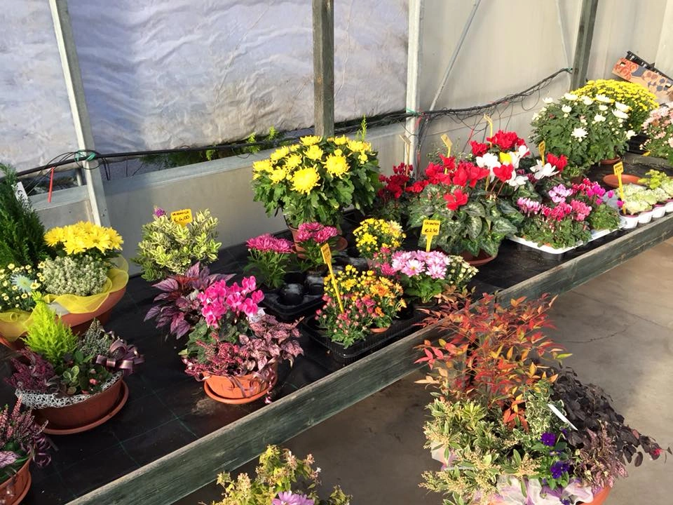 Le nostre composizioni - Vivai Il pollice Verde, Asti