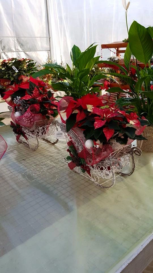 Le nostre composizioni - Vivai Il pollice Verde, Asti