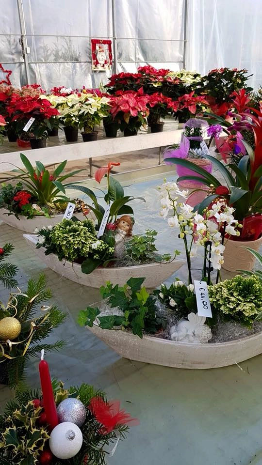 Le nostre composizioni - Vivai Il pollice Verde, Asti