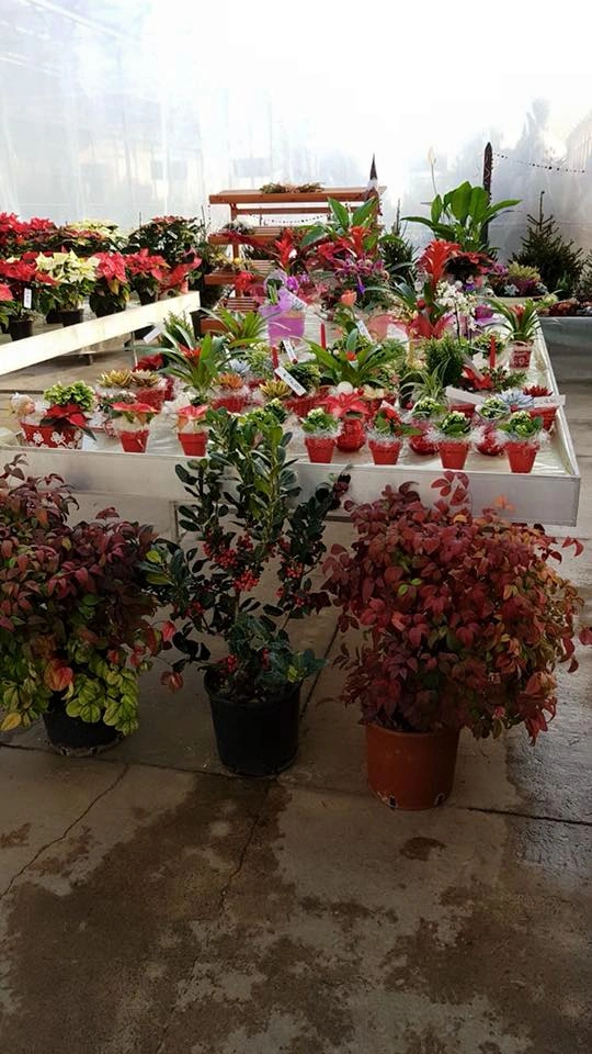 Le nostre composizioni - Vivai Il pollice Verde, Asti