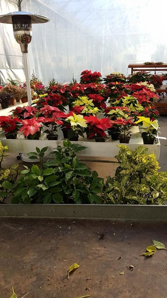 Le nostre composizioni - Vivai Il pollice Verde, Asti