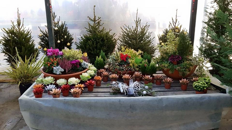 Le nostre composizioni - Vivai Il pollice Verde, Asti