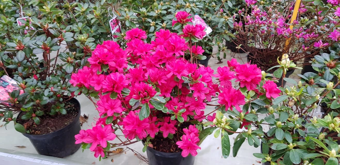 Le nostre composizioni - Vivai Il pollice Verde, Asti