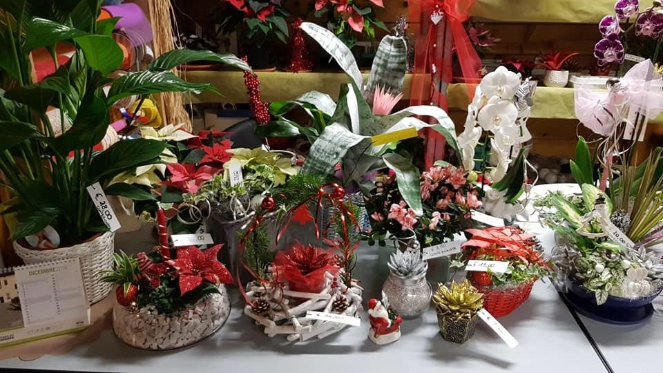 Le nostre composizioni - Vivai Il pollice Verde, Asti