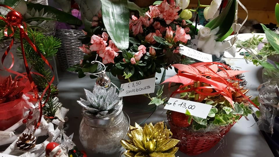 Le nostre composizioni - Vivai Il pollice Verde, Asti