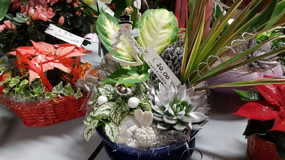 Le nostre composizioni - Vivai Il pollice Verde, Asti